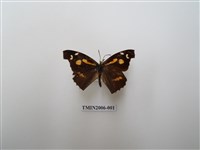 藏品(東方喙蝶)的圖片